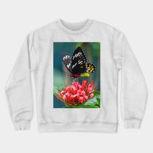 BUTTERFLY Crewneck Sweatshirt